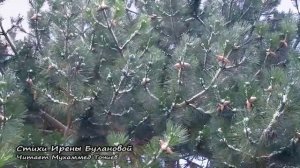 УТРО ИНГУШЕТИИ 280126