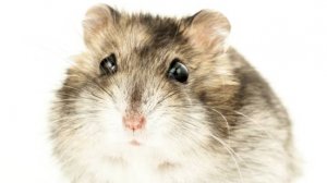 разбор на канал хомячка 228.