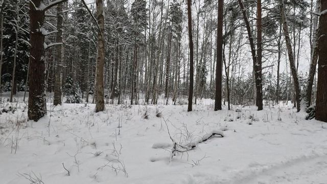 Прогулка по лесному массиву в Ямском парке в Завидово (часть 2)