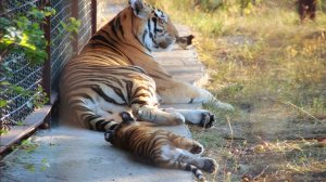 ТИГРИЦА В ДЕЙСТВИИ! Тигрицы не метят_ Как самка амурского тигра воспитывает тигрят и убегает от них