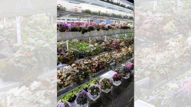 Моя коллекция смотреть онлайн