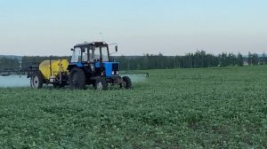 Рапсовый цветоед. Методы борьбы.