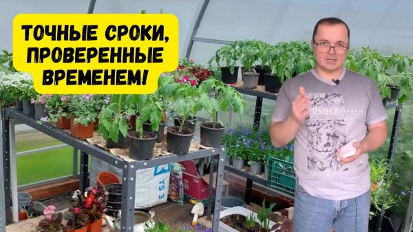 Когда посеять помидоры на рассаду- точные сроки проверенные временем