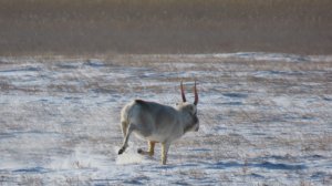 Репортаж из заказника «Светлинский»! В объектив попал.. Сайгак!