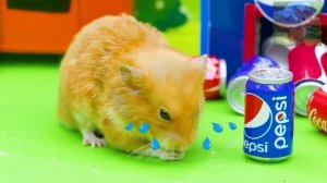 Как усердно работает хомяк, чтобы получить напиток Автомат с вазами чуть не разбился!