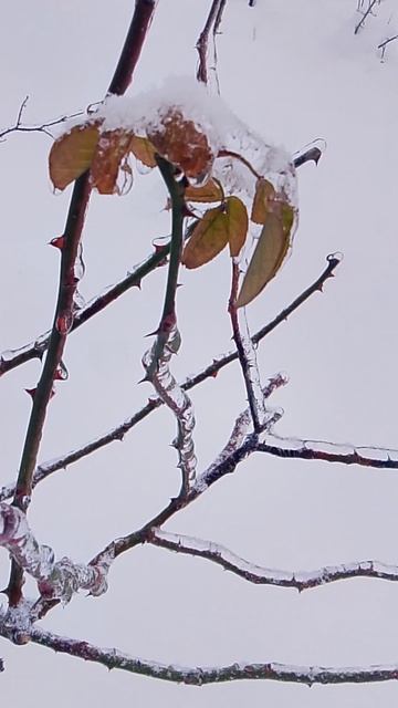 VID_20260125_145739