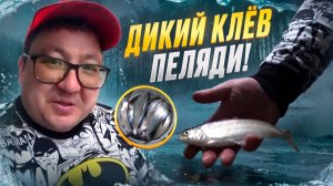 ВОТ ЭТО РЫБАЛКА!!!  СТОЛЬКО ПЕЛЯДИ, Я ЕЩЕ НЕ ЛОВИЛ. БЕШЕНЫЙ КЛЕВ ПЕЛЯДИ ЗИМОЙ.