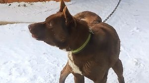 О Мишке, коте и кошачьей еде!  28-01-2026