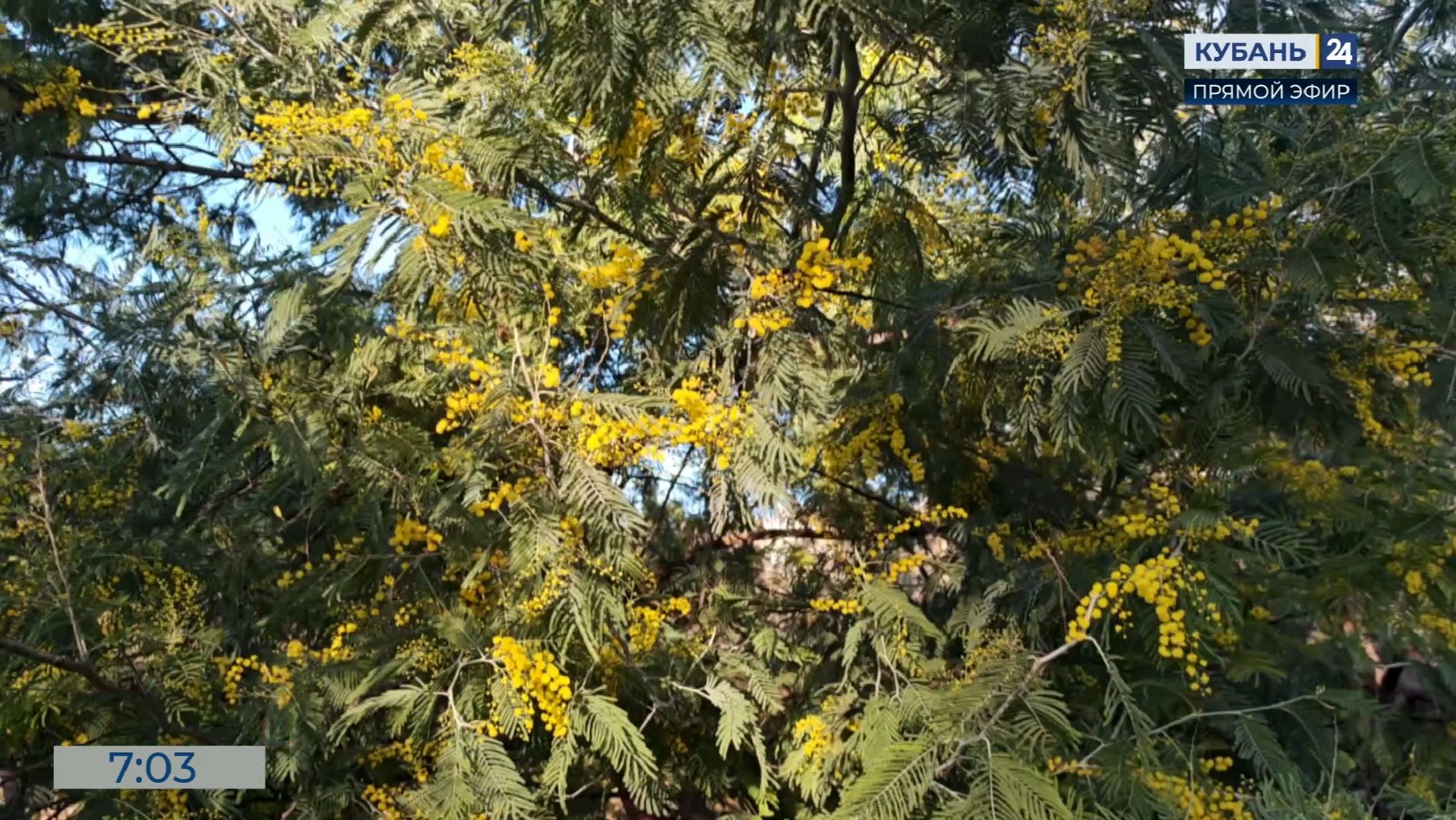В Сочинском дендрарии начался сезон цветения мимозы смотреть онлайн