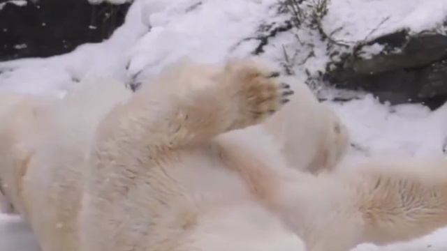 В родной стихии! ❄️❄️❄️ смотреть онлайн