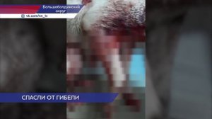 Зоозащитники отвезли в ветклинику собаку, которую оставили умирать в сугробе