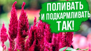 Как вырастить целозию? Полив и подкормки целозии.