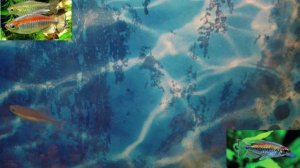 Тетра-конго. Африканская радуга!