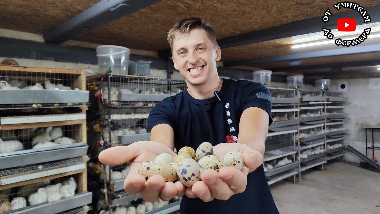 Перепёлки перестали нестись? Расскажу о причинах! смотреть онлайн