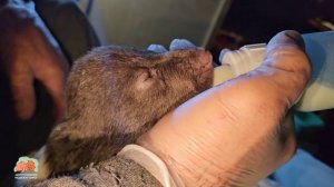 🍽 Предпредпредпоследний ужин 🍽