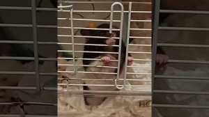 Сирийские хомяки. Звуки хомяка