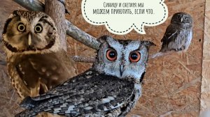 Совы получают мышек на завтрак. Распаковка неожиданной посылки. Синица-отморозовик