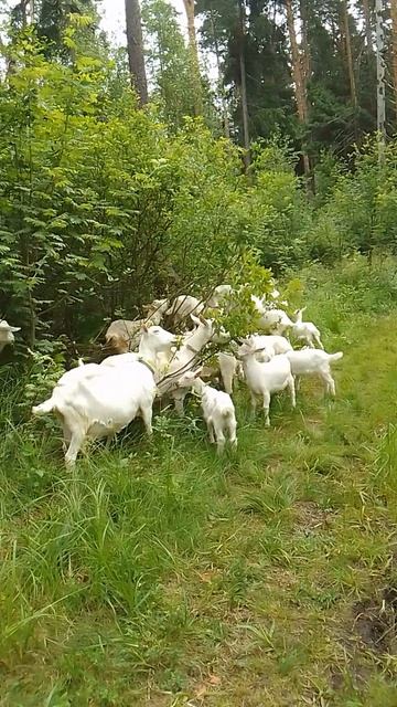 Ива козья, любимая еда для коз.