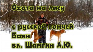 Охота на лису с русской гончей Баян вл. Шамгин А.Ю.#охотасгончей#собака #животные #топ #hunting