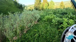 Рыбалка на р.Зеленка(левый приток Катуни) июнь 2025