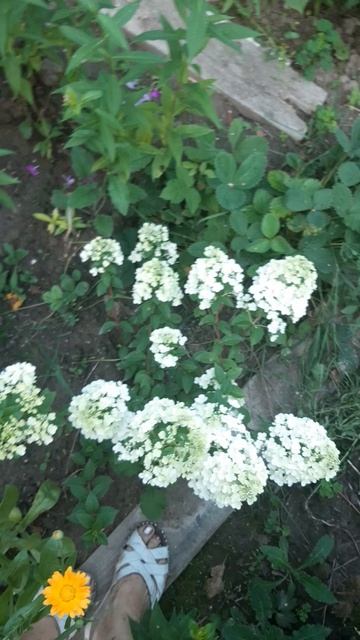 Цветы на даче в Пушкино смотреть онлайн