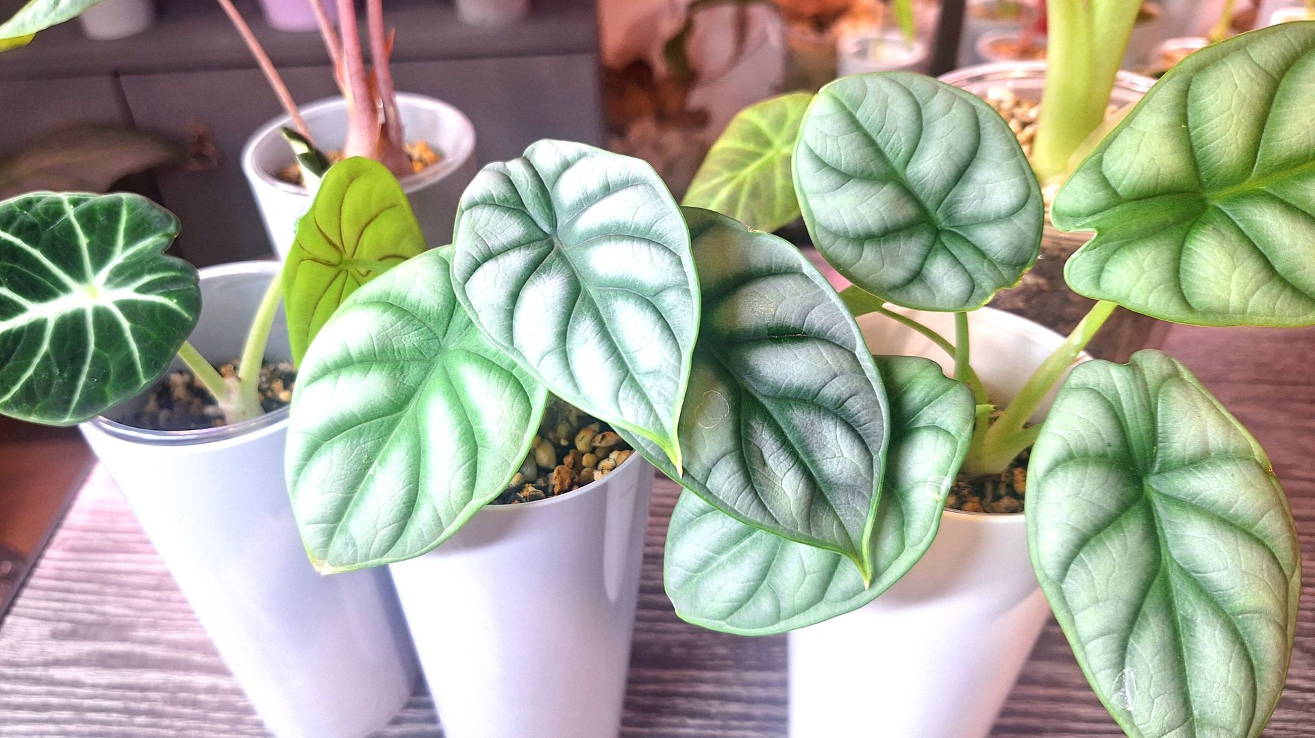 Как чувствуют себя мои алоказии после пересадки в другой субстрат и после переукоренения смотреть онлайн