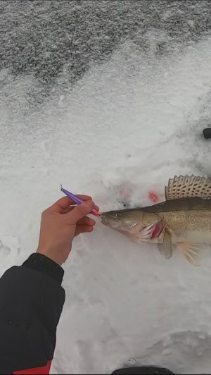 СУДАК НА БЛЕСНУ/ЗИМНЯЯ РЫБАЛКА/КУЙБЫШЕВСКОЕ ВОДОХРАНИЛИЩЕ/КАК ПОЙМАТЬ СУДАКА ЗИМОЙ/РЕКА ВОЛГА