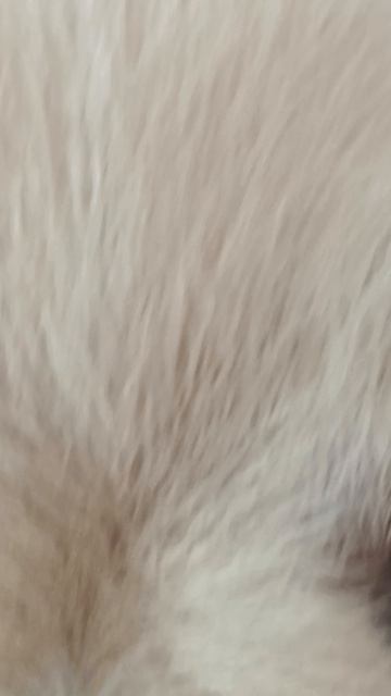 Подушечный Арчи!(приколы с собакой)