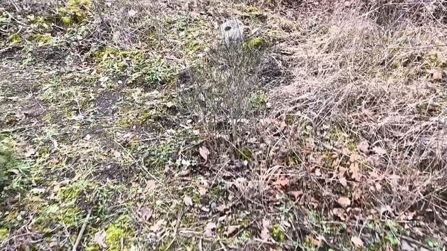 Посадка лесосадов вдоль ручьев!