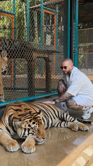 Tiger Park in Phuket 🇹🇭  Было сыкотно, но всеравно кайф 🤟🏻