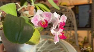 Коллекция орхидей Ирины Давтян