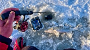 ЛОВЛЯ СУДАКА ЗИМОЙ НА ВИБЫ, ЛОВИМ В ЧЕРТЕ ГОРОДА,СПБ -  КАНОНЕРКА.