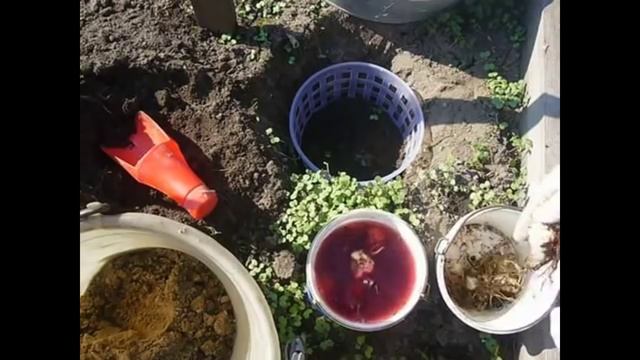 2164. Расскажу как правильно посадить лилии.