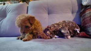 Той пудель девочка ред