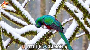 Птицы зимой в лесу 🐦🦉 видео для отдыха душой 🦅🌲(2)