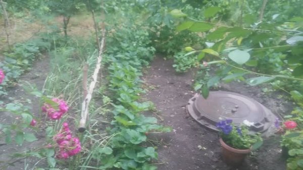 Клубничка утром с грядки