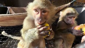 Степа с Люсей пытаются любыми способами открыть вольер и достать Анфису с Маней😂