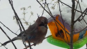 Сойка у кормушки