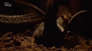 ℹ️ Гигантские змеи: Удавы (Документальный фильм) 🎬 1080p