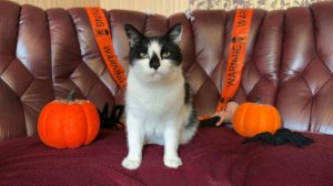 Почти савершилось