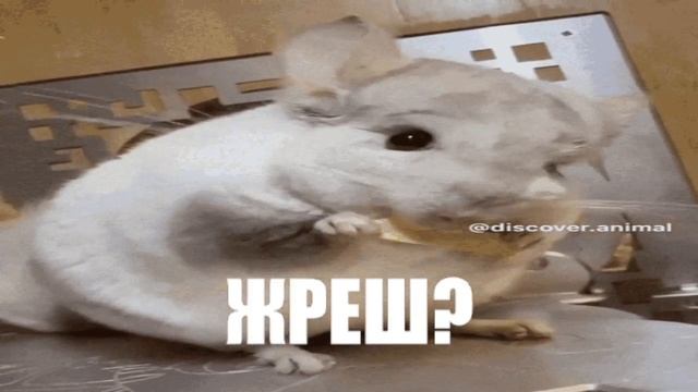 ШИНШИЛА КУШАЕТ #9 | KEK смотреть онлайн