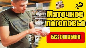 Как собрать материнское поголовье перепёлок правильно?