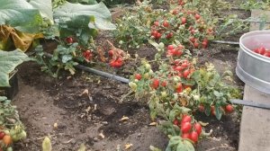 pomidom.ru Помидоры Маленький Разрушитель Сердец