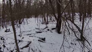 Лобовой - охота на зайца