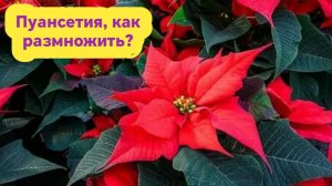 Пуансетия - как размножить.