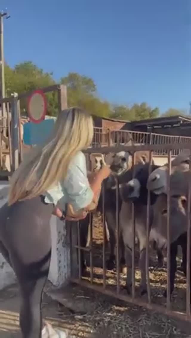 Тёлочка кормит осликов 😉 смотреть онлайн