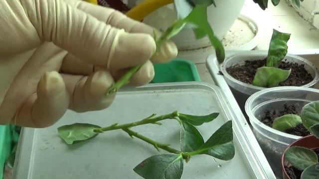 2165.  Из истории, летнее размножение азалии.