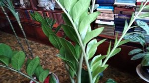 Обзор комнатных цветов в зале.