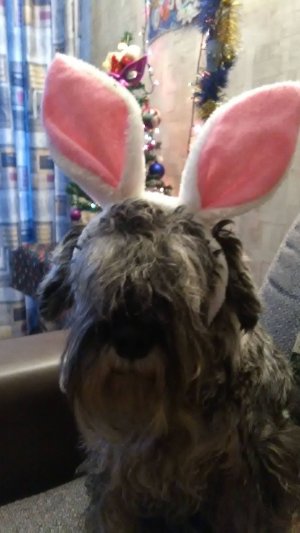 девочка-собака-танцует!😆