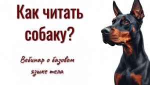 Базовый язык тела собак